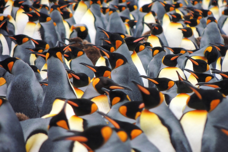 animal, underwater, animal themes, nature, marine, togetherness, flock of birds, orange color, animals, bird, animal wildlife, abundance, vertebrate, outdoors