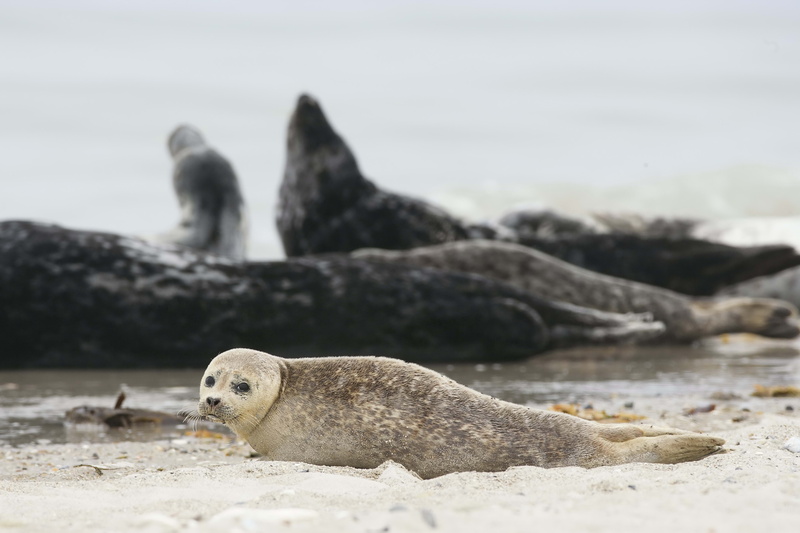 animals In The Wild, sea Life, marine, land, vertebrate, cute, blur, 5K, mammal, seal, outdoors, peninsula, colony, harbor Seal, day, sleeping, sea Lion