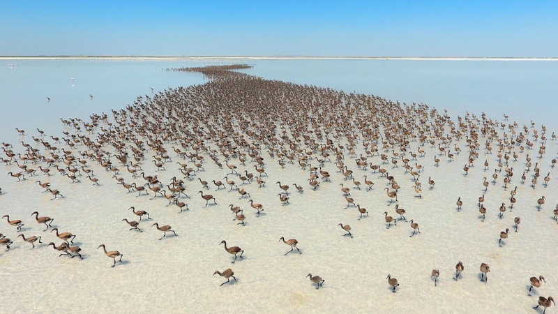 animals in the wild, 1080P, sea, high angle view, beach, water, animal wildlife, herd, mammal, vertebrate, sky, group of animals, nature, animals, environment