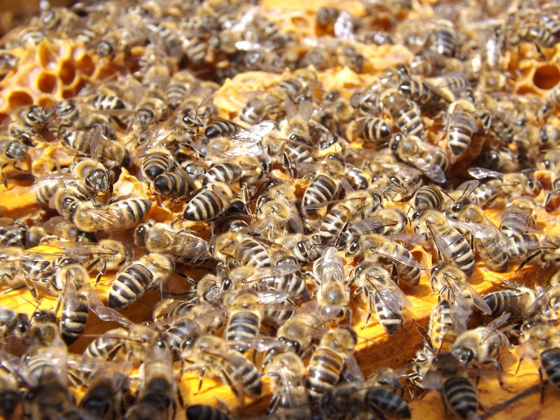 busy, food, apiculture, close-up, large group of animals, honey bee, 2K, beauty in nature, colony, invertebrate, no people, selective focus, group of animals