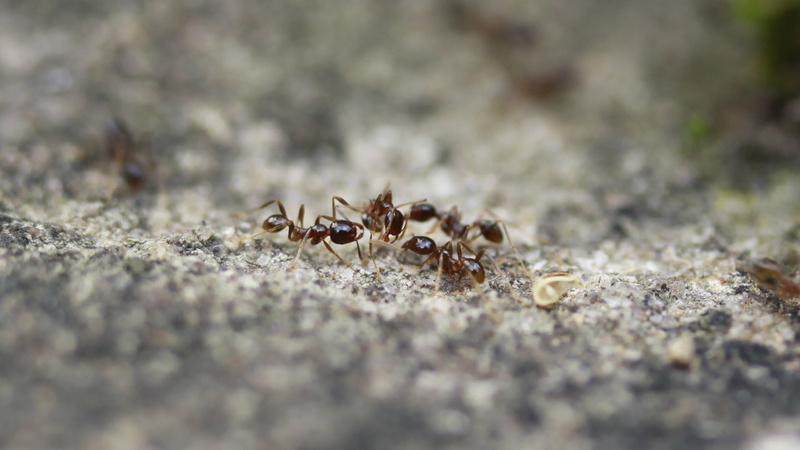 colony, animal themes, animal wildlife, no people, crawling, is, marine, animals in the wild, cooperation, animal, insect, close-up, outdoors, ant, insects
