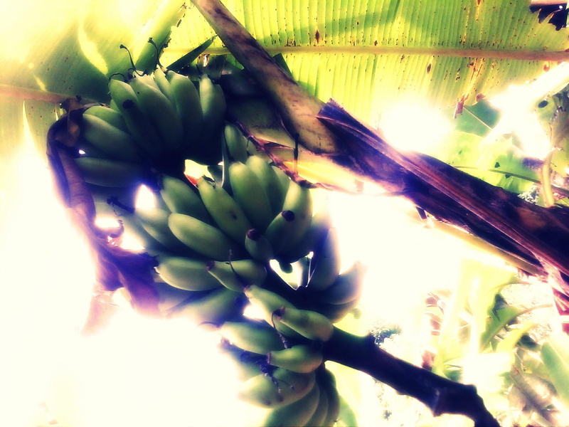 kerala, naturally, 1080P, original, lt, nature and landscapes, fruit, natural