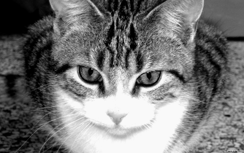 animals, sweet, 1080P, lt, cats, kitty, love, kittens