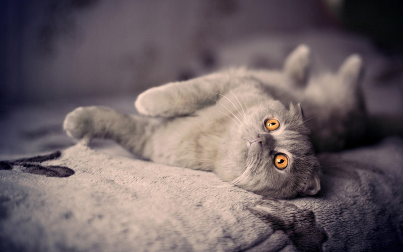 please, photography, adorable, animal, 2K, cute, kitten, feline, animals, fluffy, kitty, furry, pet