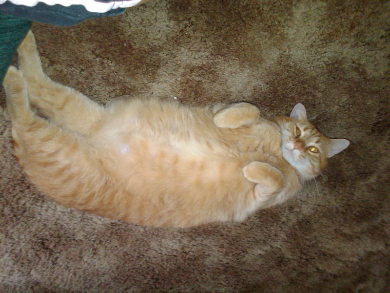 rub, belly, posing, please, orange, cute, animals, 1080P