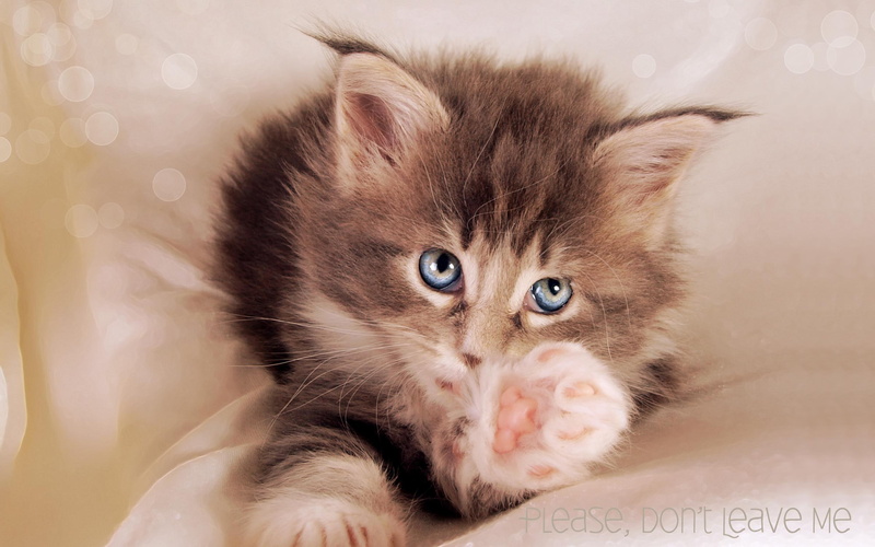 eyes, cute, dont, kitty, please, 2K, animals, blue, leave