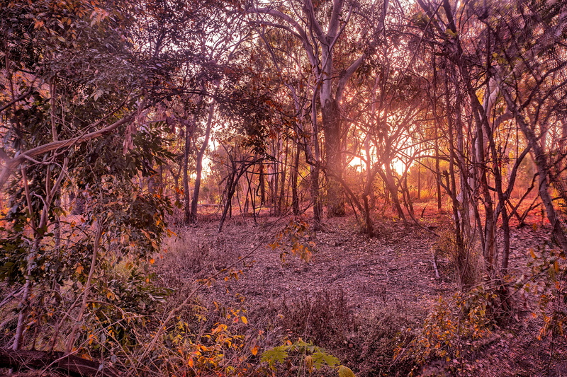 beauty in nature, environment, bush sunrise, tranquility, outdoors, forest, woodland, no people, leaf, change, tree, non-urban scene, tranquil scene, land