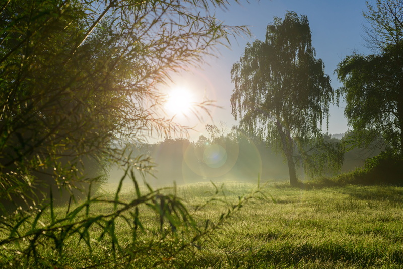 sunset, scenics - nature, sunlight, sunrise, 5K, meadow, agriculture, field, dew, mow, lens flare, sun, tree, bush, brightly lit, seasons, trees, beauty in nature