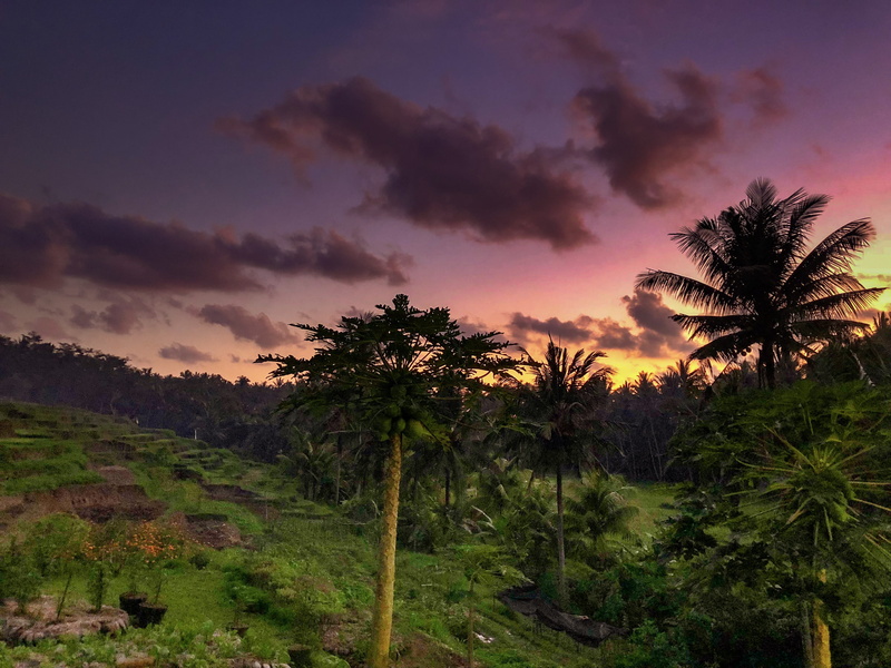 non-urban scene, cloud - sky, fir, growth, tranquil scene, tranquility, vegetation, scenics - nature, 4K, sunlight, no people, sunrise, coconut palm tree