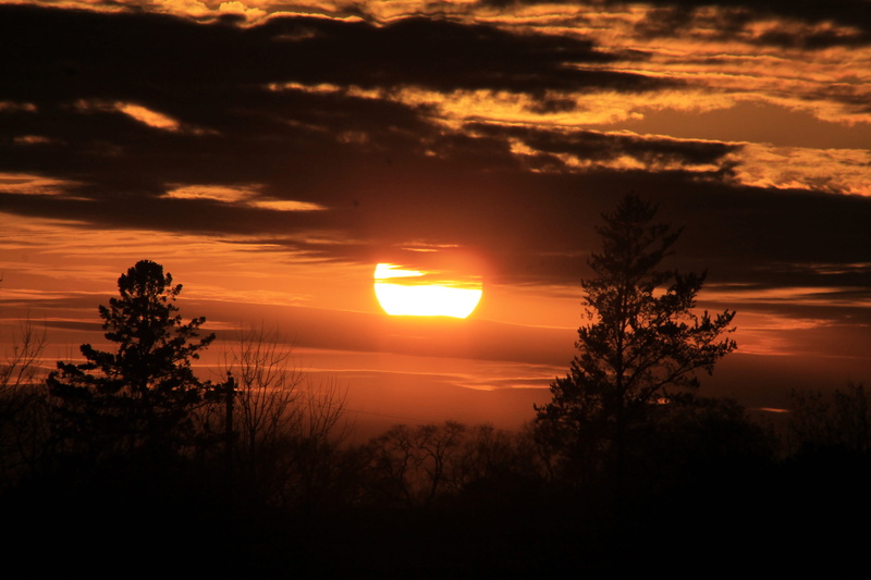 red sky, flora, 4K, coniferous tree, trees, orange color, nature, sunlight, pine, outdoors, bush, tree, no people, sky, tranquility, dawn, vegetation