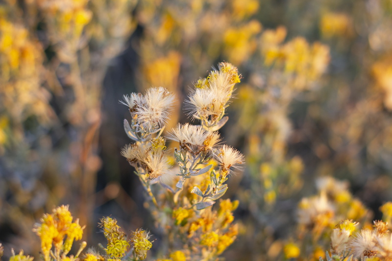 land, dry, outdoors, freshness, selective focus, sunrise, sunlight, leaves, close-up, landscape, day, no people, focus on foreground, macro, beauty in nature