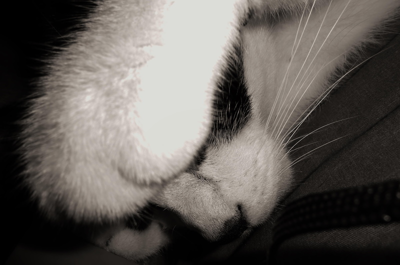 fur, please, white, black, short, pictures, funny, cat, 4K