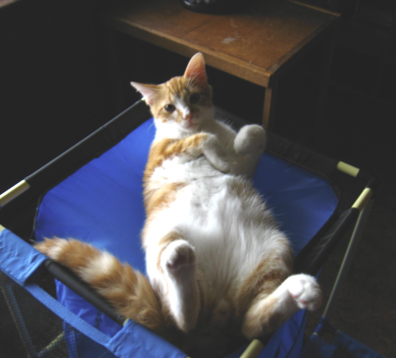 orange, animals, rub, white, please, 1080P, cat, bell, belly, brown