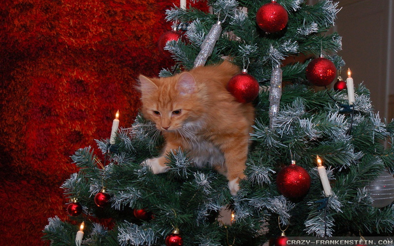 animals, please, kitten, tree, 1080P, get, christmas, want