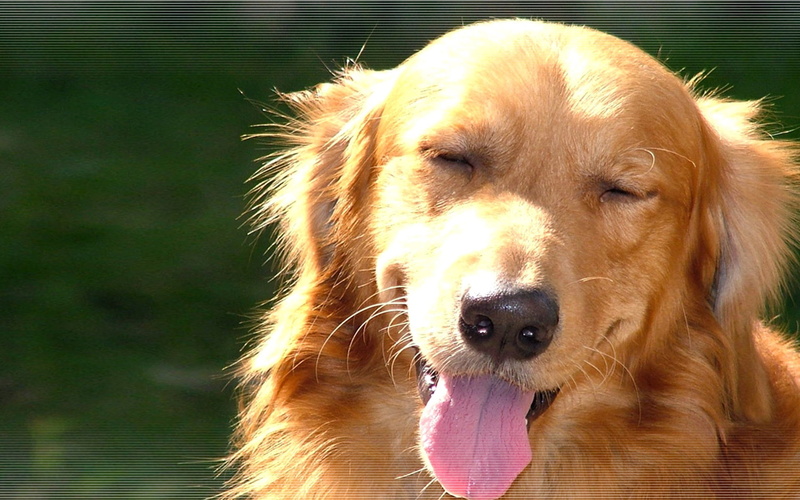 1080P, domestic animals, vertebrate, domestic, pets, retriever, animal themes, dogs, canine, mammal, snout, portrait, face, close-up, pleased, golden