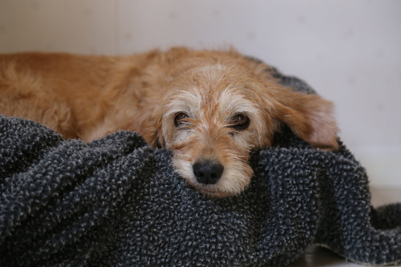 pet, fur, mammal, watching, hair, domestic, pets, portrait, hairy, domestic animals, is, blanket, people, home interior, looking at camera, small, 5K