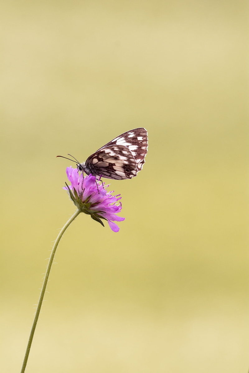 plant, summer, landed, flowering plant, animal themes, fragility, freshness, nature, copy space, bloom, animal wildlife, vulnerability, close, edelfalter
