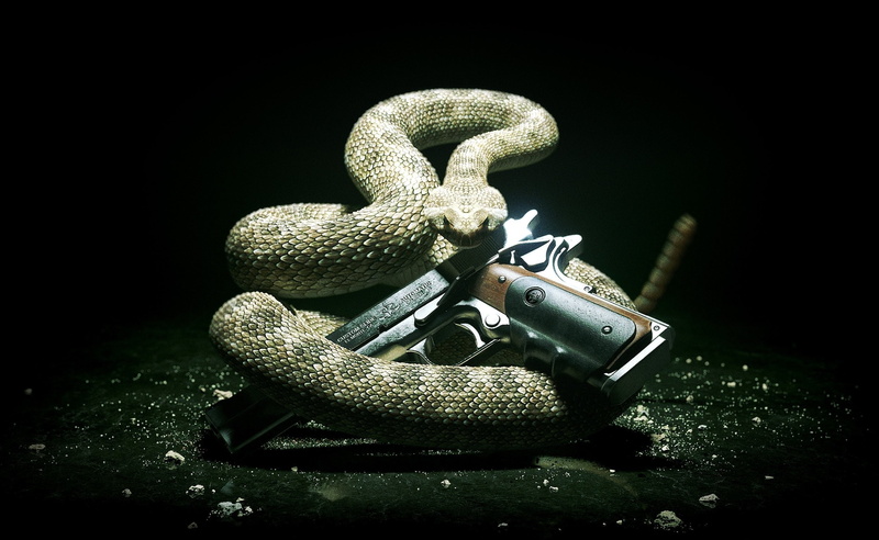 reptile, 2K, vertebrate, studio shot, aggression, snake, Games, animals in the wild, animal, indoors, brown, black background, 2012, animal themes