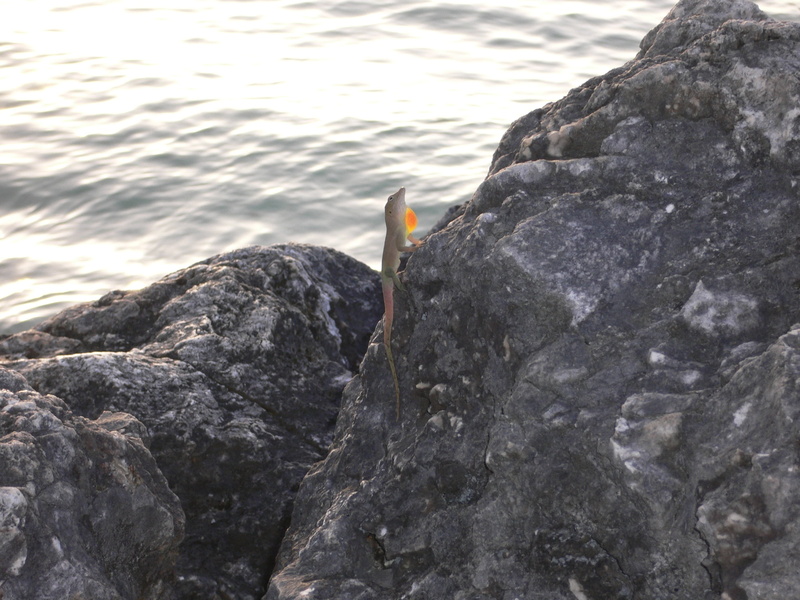 day, wall, beach, lizard, sea, rock formation, animal themes, tropical, tourist, nature, rock - object, ocean, vertebrate, focus on foreground, perching