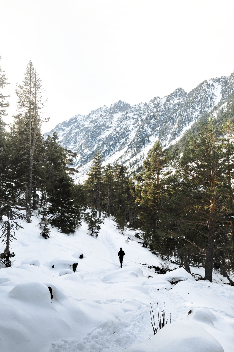 day, beauty in nature, covering, tree, standing, tranquility, cold temperature, snow, scenics - nature, sky, cold, nature, land, snowcapped mountain, french pyrenee