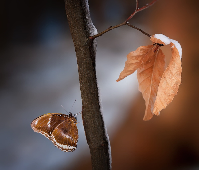 macro, focus on foreground, dry leaves, animal, blur, animal wildlife, branch, animals in the wild, one animal, 1080P, snow, focus, photo, leaf, butterfly - insect