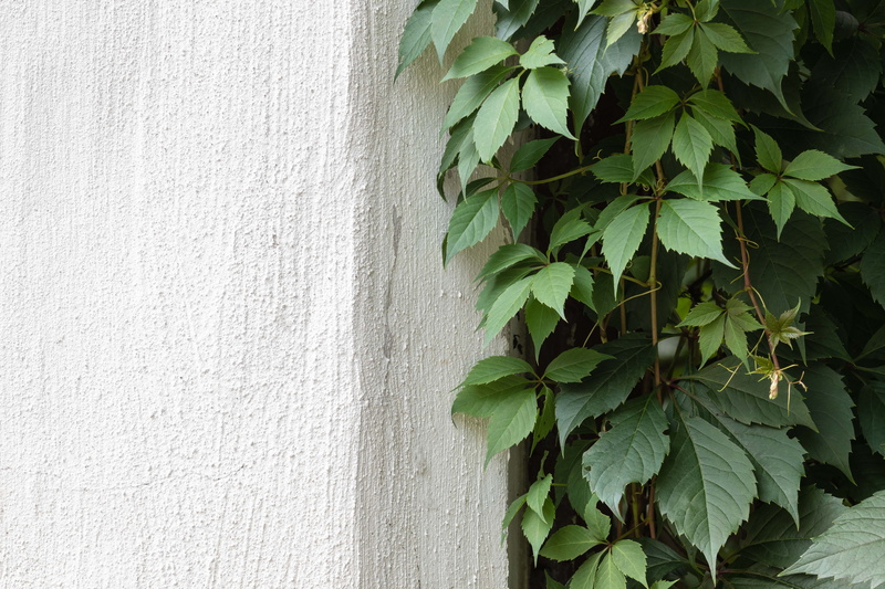close-up, wall - building feature, ivy, plant part, freshness, surface, texture, leaf, textured, tree, oak, no people, white color, green color, beauty in nature