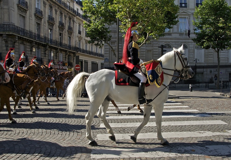 tree, livestock, group of animals, paris, spring, downtown, france, animal, animal wildlife, buildings, group of people, built structure, domestic animals