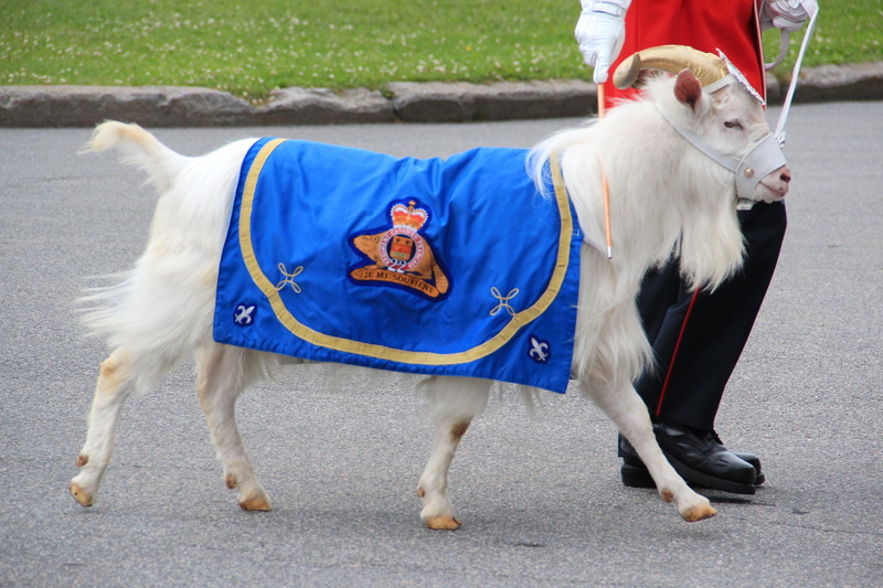 vertebrate, clothing, domestic, one animal, standing, livestock, pets, domestic animals, nature, pet clothing, road, canada, people, herbivorous, mascot