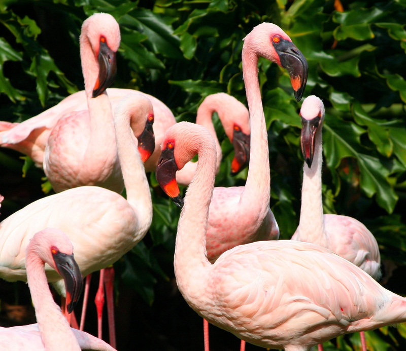 flurry, animal neck, pink flamingos, 1080P, animal body part, animal, pink color, animal wildlife, vertebrate, flamingo, large group of animals, beak