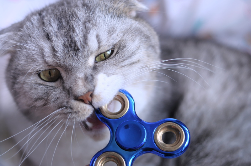 animal head, drinking, blade, cat, animal themes, focus on foreground, vertebrate, bite, domestic animals, pets, no people, spinner, indoors, fidget spinner