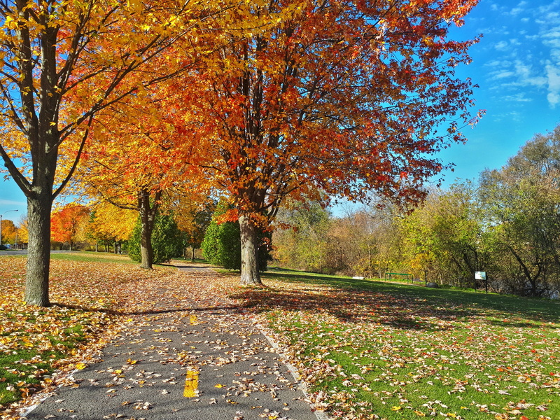 autumn, tree, park - man made space, plant, tranquil scene, the way forward, day, plant part, tranquility, park, leaf, 203 place barret, fall, scenics - nature