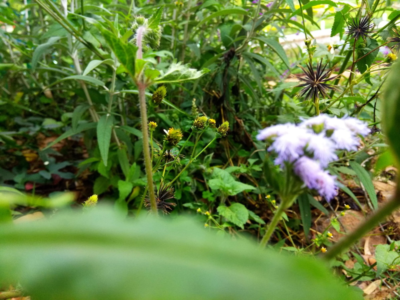 white color, 4K, green color, leaf, nature, paratroopers, close-up, vulnerability, flowering plant, flower, outdoors, plant, selective focus, growth, flower head