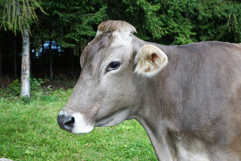 cheese dairy, field, animal head, ears, dairy, refrigerator, land, focus on foreground, vertebrate, alpine cheese, farm, agriculture, switzerland, healthy