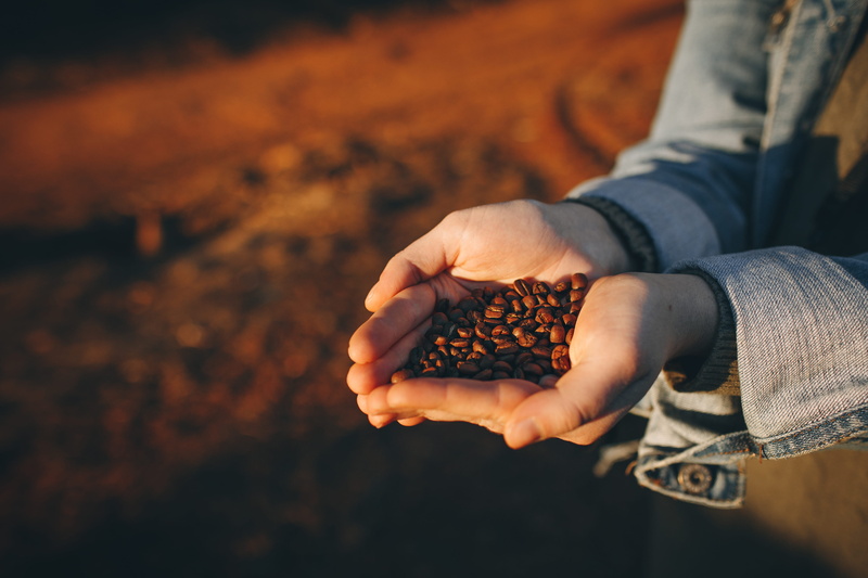 close-up, grain, hand, adult, day, lentil, person, soy, holding, planting, hands cupped, produce, casual clothing, food and drink, countryside, jeans, nature