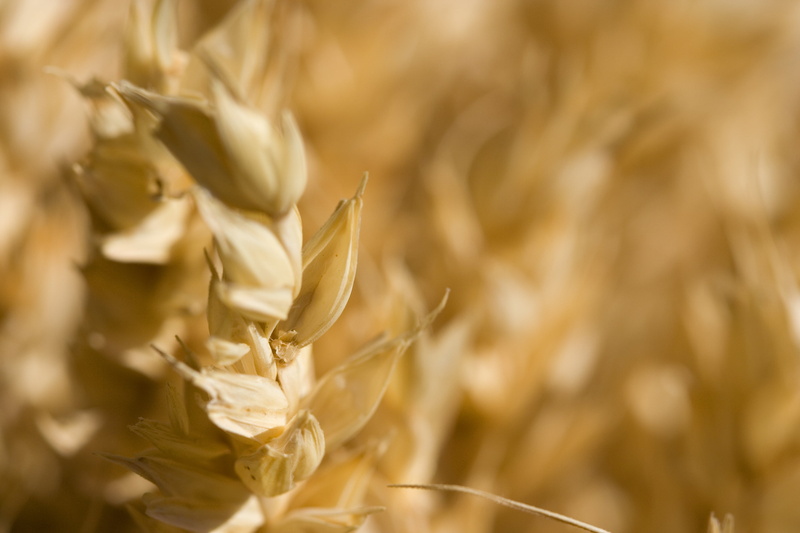 growth, photography, outdoors, stems, oat - crop, farming, 2K, straw, close, sunny, rye, produce, farm, plant, golden, selective focus, gold, nature, field