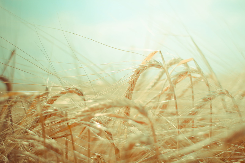 farming, close-up, cereal, focus, environment, crop, grains, backgrounds, agriculture, land, beauty in nature, nature, wheat, aqua, day, 4K, fresh, golden