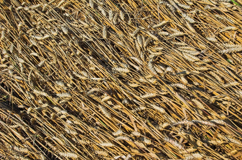 full frame, environment, texture, textured, grains, cereal, corn, agriculture, harvest, background, golden, rural scene, abundance, nature, high angle view