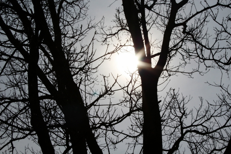 spring, bare tree, back light, shiny, sky, gold, sun, golden light, outdoors, light body, beauty in nature, quiet, leafless, branches, low angle view, light