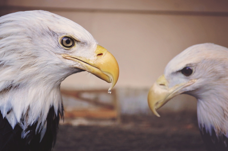 animal head, group of animals, wildlife, animal wildlife, symbol, avian, reflection, empower, animal themes, vertebrate, animals in the wild, inspirational