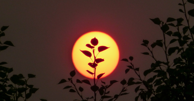 illuminated, celebration, outdoor, canada, sunrise, sun, sky, art and craft, plant part, orange, night, leaf, orange color, leave, nature, trees, alberta