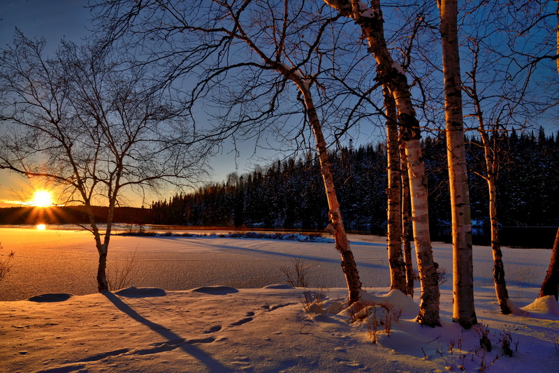 pine trees, sunlight, shadow, scenics - nature, tree, fir trees, branches, covering, sunset, forest, frozen lake, ice, beauty in nature, winter landscape