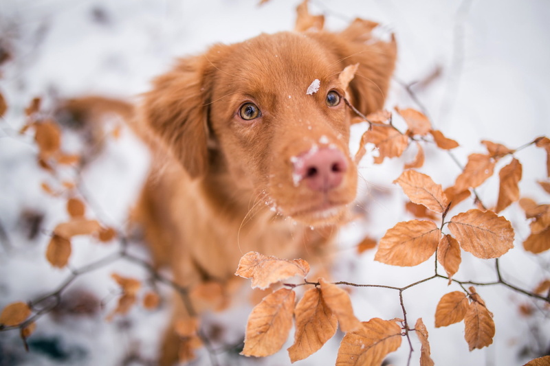 foliage, snow, red, teen, look, muzzle, the principle of similarity, Retriever, winter, view, dog, portrait, background, branches, sitting, nose, leaves