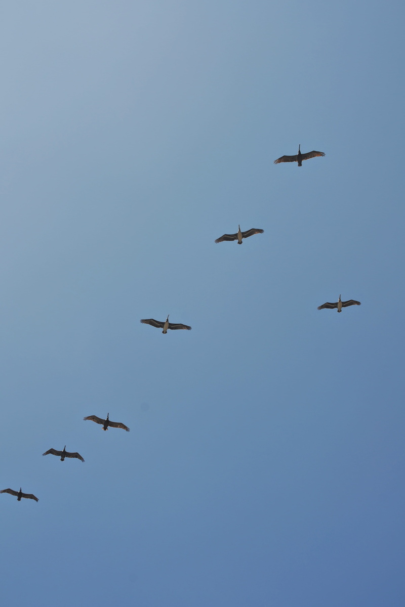 animals in the wild, group of animals, clear sky, team, birds, spread wings, santa cruz, flying, bird, leader, up, flock of birds, day, united states, animal themes