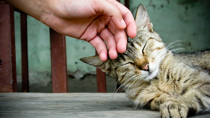cute, sitting, striped, domestic Cat, human hand, domestic, outdoors, pet, human body part, real people, beautiful, relaxation, whisker, close-up, paw