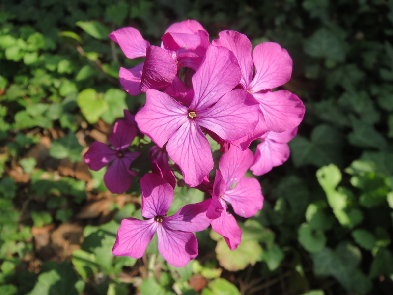 botany, petal, close-up, lunaria annua, annual honesty, plant, outdoors, wildflower, fragility, growth, vulnerability, honesty, flower, focus on foreground