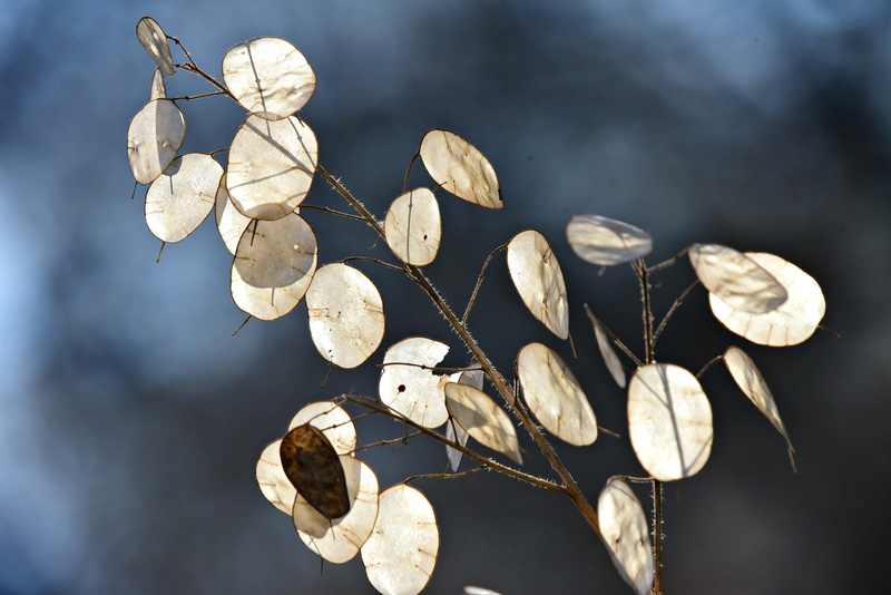 dry, lake, annual, leaf, nature, silver dollars, seed pods, no people, plant, flower, plant part, chinese coins, outdoors, tranquility, decoration, vulnerability
