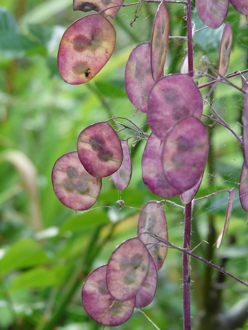 year, schötchen, 2K, ornamental plant, One, leaf, garden lunaria, focus on foreground, outdoors, garden plant, horticultural silver leaf, no people, beauty in nature