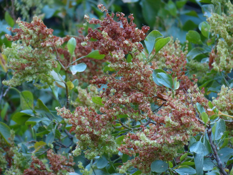 polygalas, outdoors, growth, leaf, green color, polygonaceae, selective focus, Bush, flowering plant, no people, rumex lunaria, focus on foreground, Damper