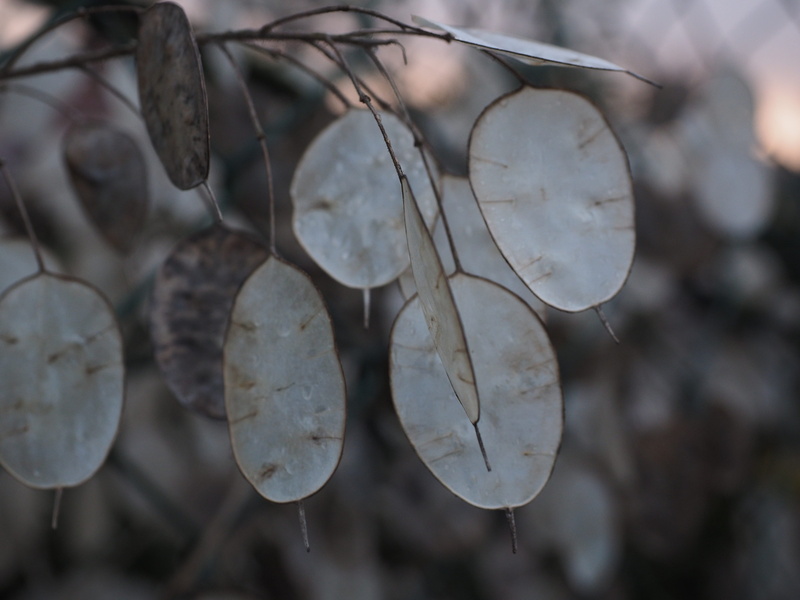 silberling, winter, white color, judas schilling, lunaria, selective focus, outdoors, vulnerability, dry, twig, garden lunaria, silver, fragility, leaves