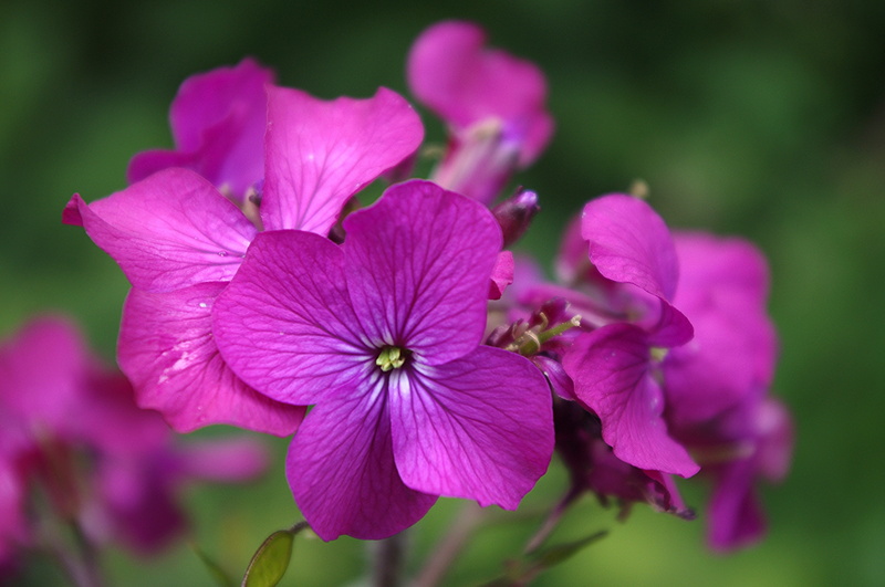 nature, flower head, pollen, garden, lunaria, botany, springtime, inflorescence, outdoors, fragility, plant, petals, purple, softness, flowering plant
